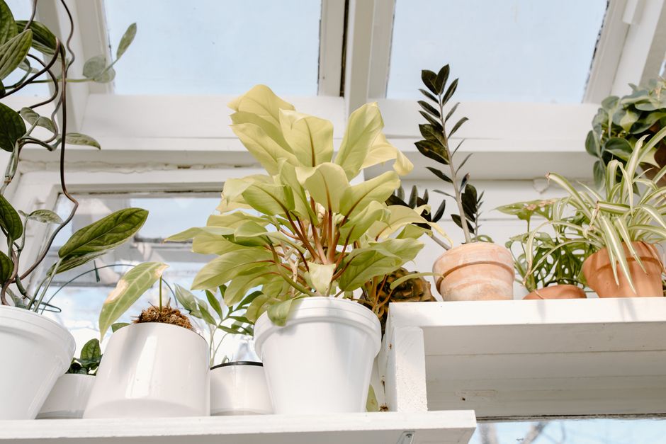 窓辺の棚に並んだ鉢植えの観葉植物